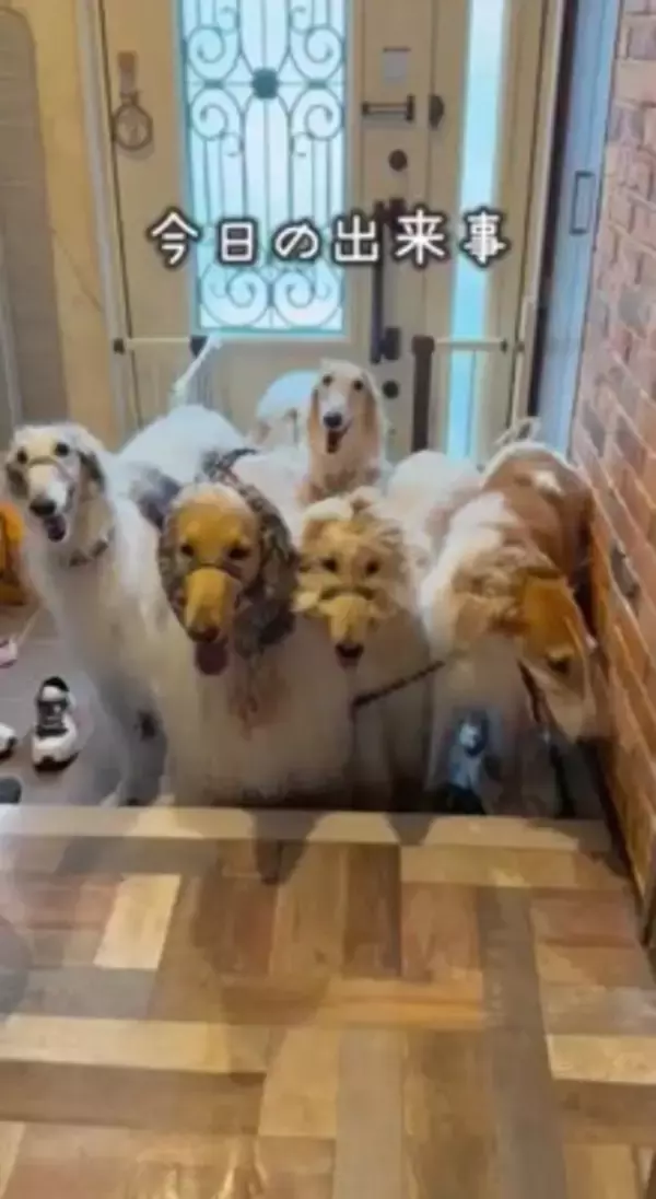 溺愛する小型犬の帰りを待つ大型犬→一本の連絡があり…絶対に言えない『帰ってこない理由』が80万再生「後ろ姿から心配が伝わるｗ」と爆笑