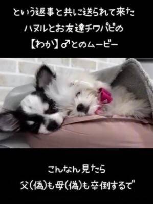 溺愛する小型犬の帰りを待つ大型犬→一本の連絡があり…絶対に言えない『帰ってこない理由』が80万再生「後ろ姿から心配が伝わるｗ」と爆笑
