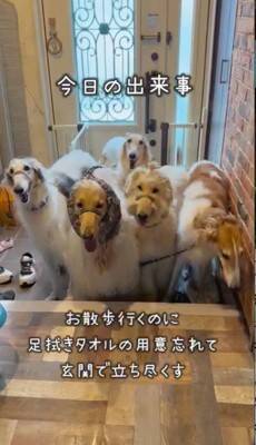 溺愛する小型犬の帰りを待つ大型犬→一本の連絡があり…絶対に言えない『帰ってこない理由』が80万再生「後ろ姿から心配が伝わるｗ」と爆笑