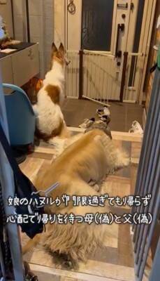 溺愛する小型犬の帰りを待つ大型犬→一本の連絡があり…絶対に言えない『帰ってこない理由』が80万再生「後ろ姿から心配が伝わるｗ」と爆笑