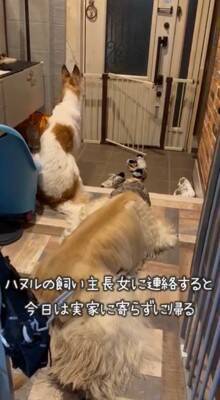 溺愛する小型犬の帰りを待つ大型犬→一本の連絡があり…絶対に言えない『帰ってこない理由』が80万再生「後ろ姿から心配が伝わるｗ」と爆笑
