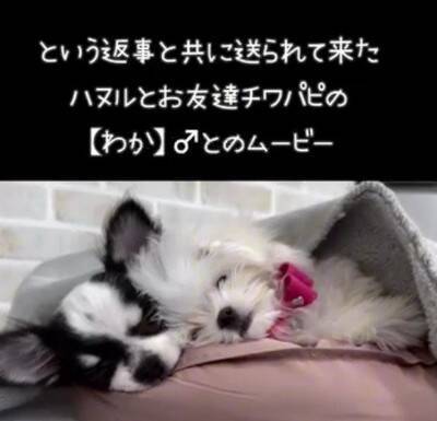 溺愛する小型犬の帰りを待つ大型犬→一本の連絡があり…絶対に言えない『帰ってこない理由』が80万再生「後ろ姿から心配が伝わるｗ」と爆笑