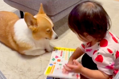 犬に『絵本の読み聞かせ』をする２歳の女の子→ずっと見ていたい『幸せな光景』が話題「めくるときに鼻に当たるの可愛い」「きゃわたまらん」