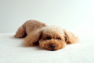 犬が『水分不足』になっているサイン５選　脱水症状の見分け方や予防法まで