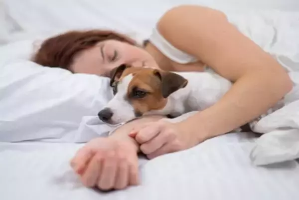 犬と一緒に寝ると運気が下がる？風水的に良くないといわれている理由まで解説