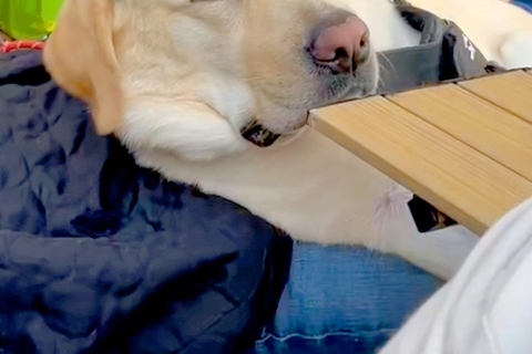 キャンプに来た大型犬→自然に囲まれ、うとうとしてしまい…『眠いのを必死に我慢する表情』が可愛すぎると反響「寝たらいいのにw」「ほのぼの」