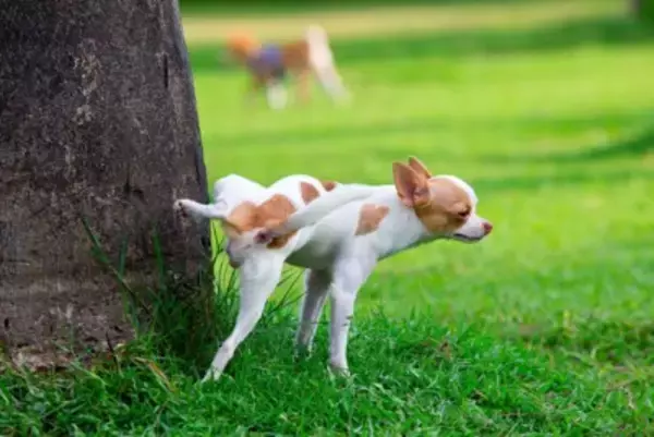 犬が『おしっこをした後』によくする仕草や行動6つ　治療が必要なサインまで