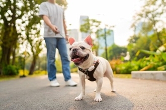 犬にとって『最適な散歩コース』とは？ルート選びのポイントや安全かどうかを判断する方法まで