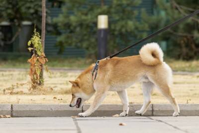 犬にとって『最適な散歩コース』とは？ルート選びのポイントや安全かどうかを判断する方法まで