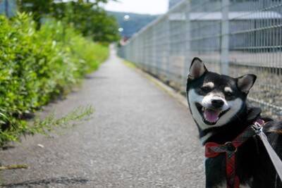 犬にとって『最適な散歩コース』とは？ルート選びのポイントや安全かどうかを判断する方法まで
