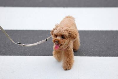犬にとって『最適な散歩コース』とは？ルート選びのポイントや安全かどうかを判断する方法まで