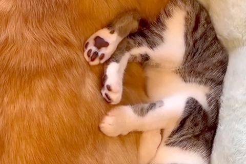 子猫が『犬に育てられた』結果→完全に心を許していて…まるで本当の親子のような『尊すぎる寝姿』に悶絶「すごく可愛い」「安心なんでしょうね」