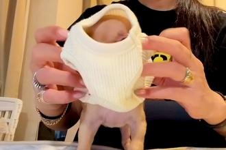 『ハリーポッターのドビーに似ている』と言われる赤ちゃん犬→服を着せると…想像以上に『そっくりな光景』が249万再生「反則級の可愛さ」