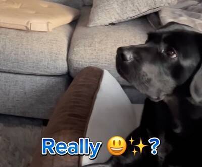 電話中に『大型犬が大好きな言葉』を言ってみたら…"素直すぎるリアクション"が63万9000再生「うちも同じような反応するｗ」と共感の声