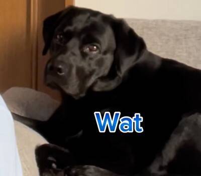 電話中に『大型犬が大好きな言葉』を言ってみたら…"素直すぎるリアクション"が63万9000再生「うちも同じような反応するｗ」と共感の声