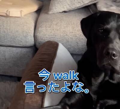 電話中に『大型犬が大好きな言葉』を言ってみたら…"素直すぎるリアクション"が63万9000再生「うちも同じような反応するｗ」と共感の声