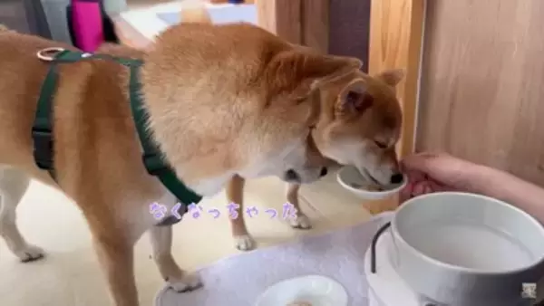 夫をマッサージしていたら、それを見た犬が…まさかの尊い光景と『衝撃的な結末』が28万再生「爆笑しすぎて涙出た」「パパの笑い声ｗ」と絶賛