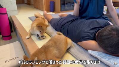 夫をマッサージしていたら、それを見た犬が…まさかの尊い光景と『衝撃的な結末』が28万再生「爆笑しすぎて涙出た」「パパの笑い声ｗ」と絶賛