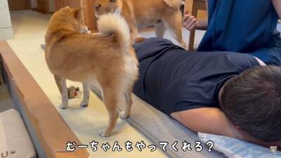 夫をマッサージしていたら、それを見た犬が…まさかの尊い光景と『衝撃的な結末』が28万再生「爆笑しすぎて涙出た」「パパの笑い声ｗ」と絶賛