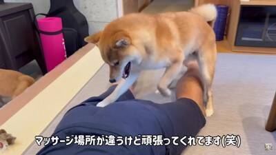 夫をマッサージしていたら、それを見た犬が…まさかの尊い光景と『衝撃的な結末』が28万再生「爆笑しすぎて涙出た」「パパの笑い声ｗ」と絶賛