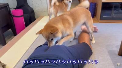 夫をマッサージしていたら、それを見た犬が…まさかの尊い光景と『衝撃的な結末』が28万再生「爆笑しすぎて涙出た」「パパの笑い声ｗ」と絶賛