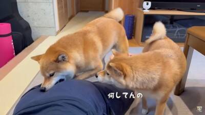 夫をマッサージしていたら、それを見た犬が…まさかの尊い光景と『衝撃的な結末』が28万再生「爆笑しすぎて涙出た」「パパの笑い声ｗ」と絶賛