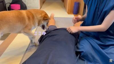 夫をマッサージしていたら、それを見た犬が…まさかの尊い光景と『衝撃的な結末』が28万再生「爆笑しすぎて涙出た」「パパの笑い声ｗ」と絶賛