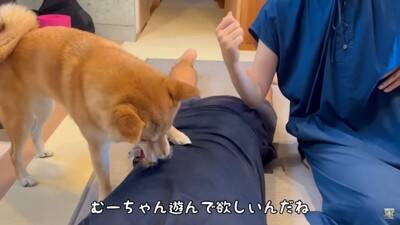 夫をマッサージしていたら、それを見た犬が…まさかの尊い光景と『衝撃的な結末』が28万再生「爆笑しすぎて涙出た」「パパの笑い声ｗ」と絶賛