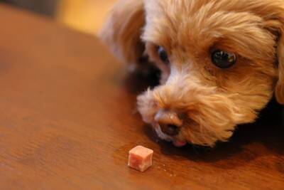 犬と一緒にできる『脳トレ』５選　愛犬を満足させる簡単な遊びやトレーニングのメリットまで