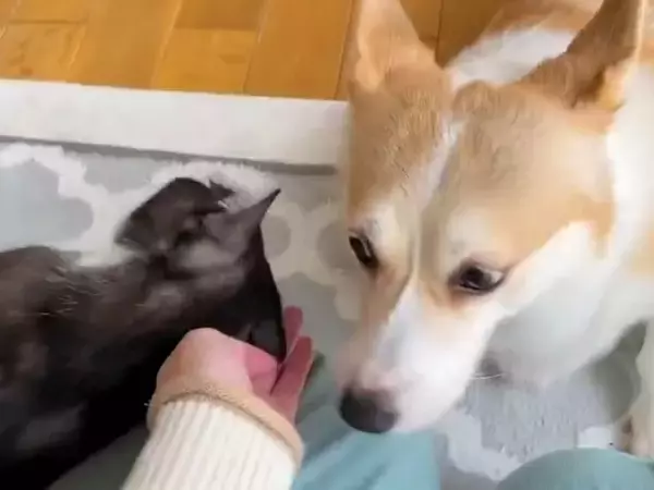 お母さんの『ナデナデ』を取り合う犬と猫→まさかの『強硬手段』に2万いいね集まる「微笑ましい争い」「取り合いされるの羨ましい」と悶絶