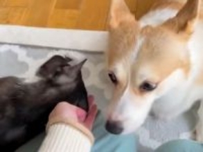 お母さんの『ナデナデ』を取り合う犬と猫→まさかの『強硬手段』に2万いいね集まる「微笑ましい争い」「取り合いされるの羨ましい」と悶絶