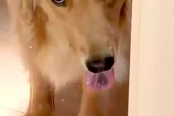 掃除のためにドアを閉めたら、外に出された大型犬が…意思が強すぎる『表情』が16万表示「めっちゃ怒ってて笑ったｗ」「許さない顔で草」と爆笑