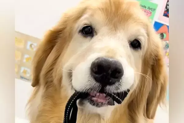 検査のため病院にやってきたゴールデンレトリバー→怖がりすぎて…思わず抱きしめたくなる光景が55万再生「ごめんけど笑ったｗ」「ブルブル」