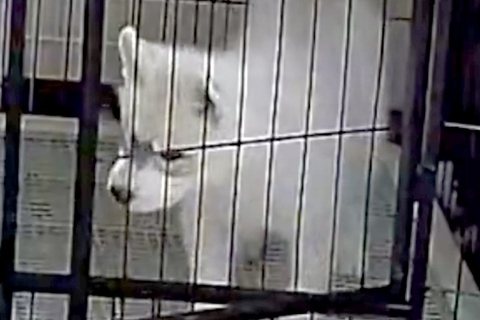 ケージにいるはずの子犬が、なぜか目の前にいて…録画に残っていた『衝撃の光景』が182万表示「犯人特定されてて草」「兄弟の絆ｗｗ」と絶賛