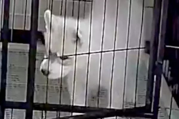 ケージにいるはずの子犬が、なぜか目の前にいて…録画に残っていた『衝撃の光景』が182万表示「犯人特定されてて草」「兄弟の絆ｗｗ」と絶賛