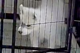 ケージにいるはずの子犬が、なぜか目の前にいて…録画に残っていた『衝撃の光景』が182万表示「犯人特定されてて草」「兄弟の絆ｗｗ」と絶賛