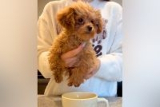 『ティーカッププードルは、本当にティーカップに入るのか？』検証したら…『まさかの結果』が107万再生「プードル丼ｗｗ」「可愛すぎて笑う」