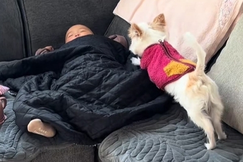 ソファーで眠る赤ちゃん→なぜか『犬』が近づいていき…あまりにも尊い『一緒にお昼寝する光景』に反響「幸せが形になってる…」「最高の場所」