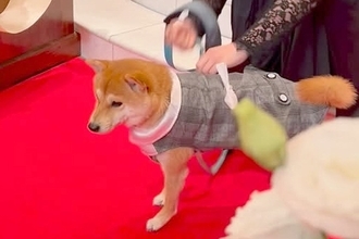 結婚式で『リングドッグ』を任された犬→ぶっつけ本番で挑んだ結果…『予想外の展開』が19万再生「なんか泣けた」「かっこいいー！」と称賛続々