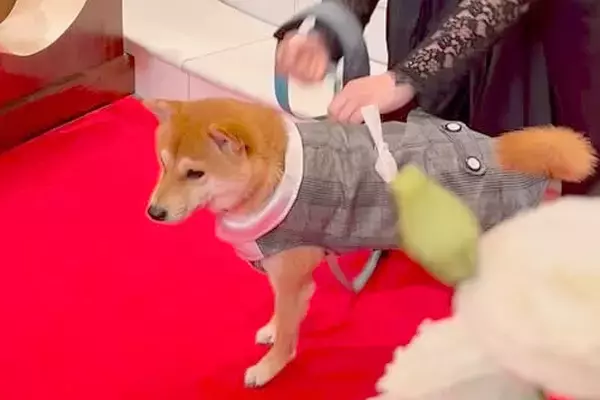 結婚式で『リングドッグ』を任された犬→ぶっつけ本番で挑んだ結果…『予想外の展開』が19万再生「なんか泣けた」「かっこいいー！」と称賛続々