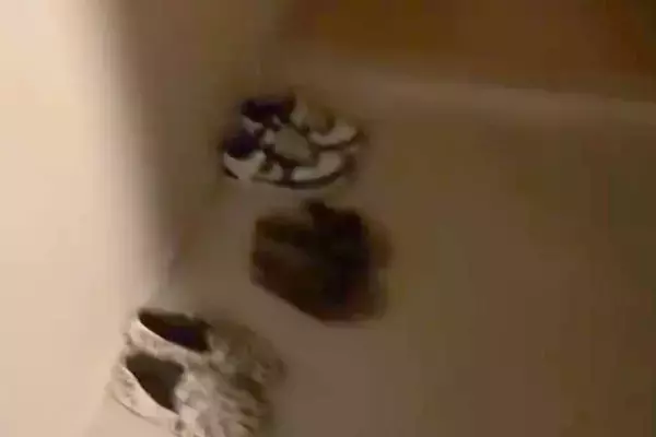 深夜に帰宅し『さすがに犬のお出迎えはないかな』と思ったら…電気をつけた瞬間→『まさかの光景』が18万再生「たまらない」「最高の時間」