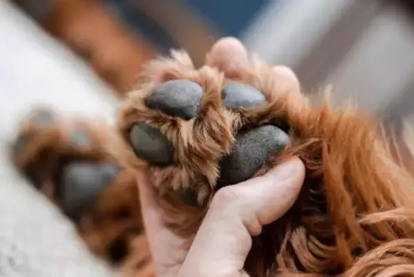 犬の『肉球ケア』しないとどうなる？肉球の役割やトラブルを防ぐためのメンテナンスまで