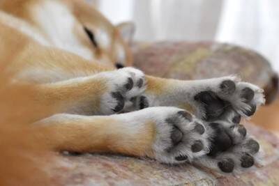 犬の『肉球ケア』しないとどうなる？肉球の役割やトラブルを防ぐためのメンテナンスまで