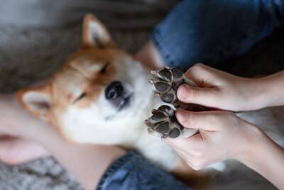 犬の『肉球ケア』しないとどうなる？肉球の役割やトラブルを防ぐためのメンテナンスまで