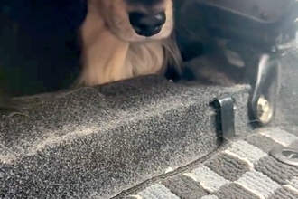 犬の爪を切るため、車で病院へ→到着した瞬間に怖がってしまい…思わず逃げた『まさかの場所』に反響「絶対に行かないワン」「可愛すぎるｗ」