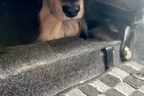 犬の爪を切るため、車で病院へ→到着した瞬間に怖がってしまい…思わず逃げた『まさかの場所』に反響「絶対に行かないワン」「可愛すぎるｗ」