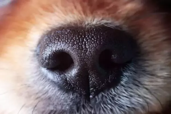 犬が『飼い主のニオイ』を嗅ぐのはなぜ？放っておいて大丈夫？執拗にクンクンしてくる理由まで