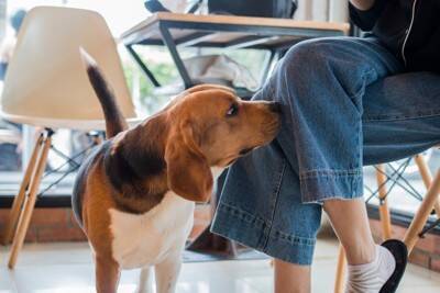 犬が『飼い主のニオイ』を嗅ぐのはなぜ？放っておいて大丈夫？執拗にクンクンしてくる理由まで