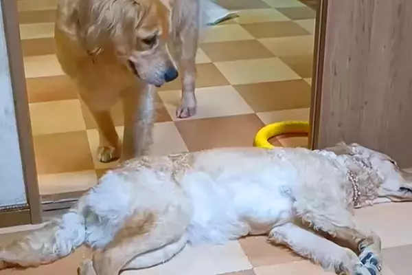 ドアの前で『通行止め』をする大型犬→もう1匹が通ろうとしても微動だにせず…思わずニヤける『可愛いやり取り』に反響「見てて幸せ」「平和」