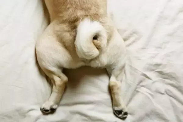 犬が『褒められた』ときにみせる行動4つ　嬉しがっているサインや絆を深める接し方のコツまで